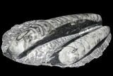 Polished Orthoceras (Cephalopod) Fossils - Morocco #96637-1